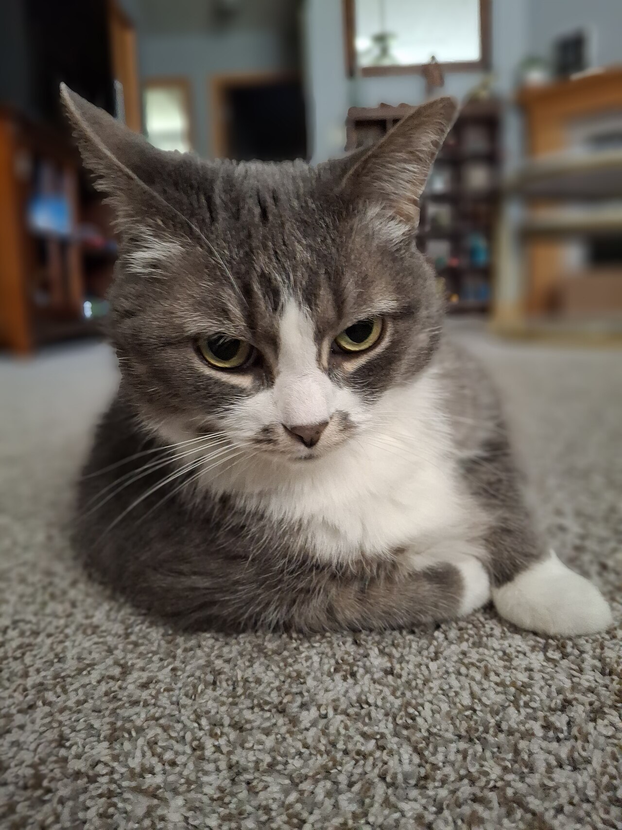 Funding Application: A Request For One Tin Of Tuna