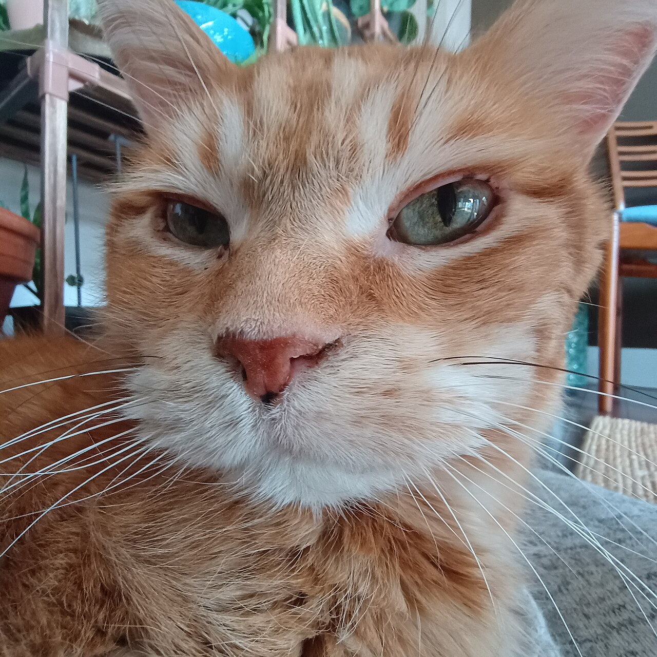 Public Lecture Recap: ‘Gravity For Cats And The People Who Live With Them’